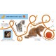 DK Publishing - Follow The Trail Baby Animals 